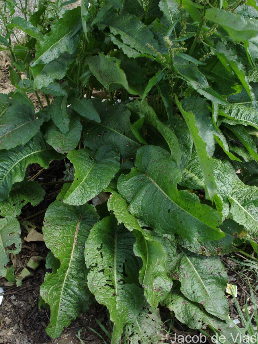 Rumex obtusifolius L.